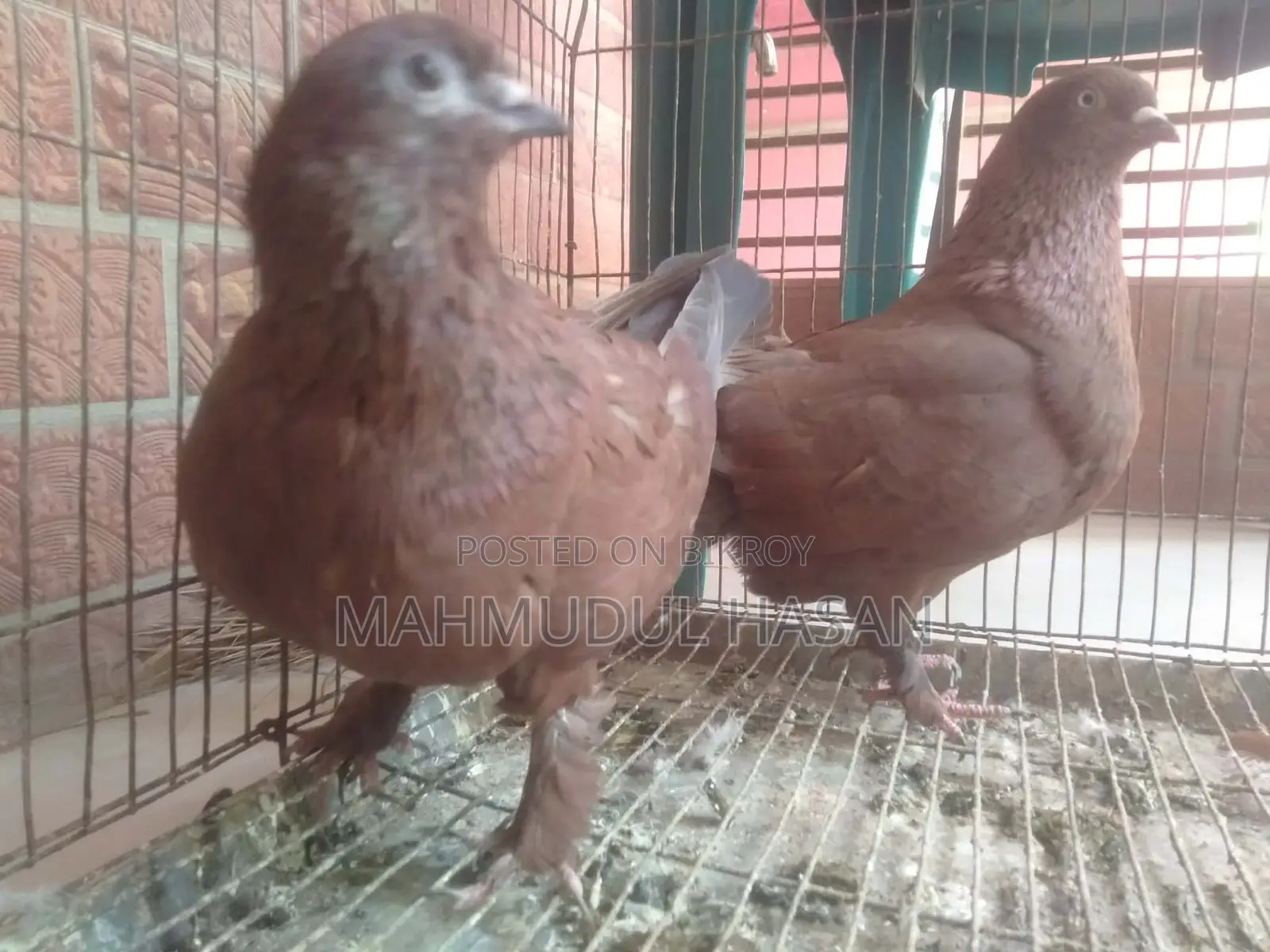 Red Chila Pigeons