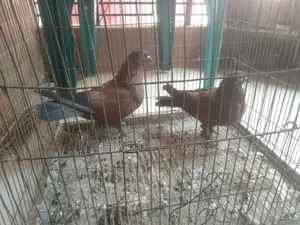 Red Chila Pigeons