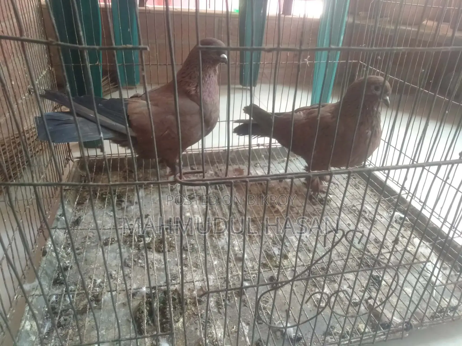 Red Chila Pigeons