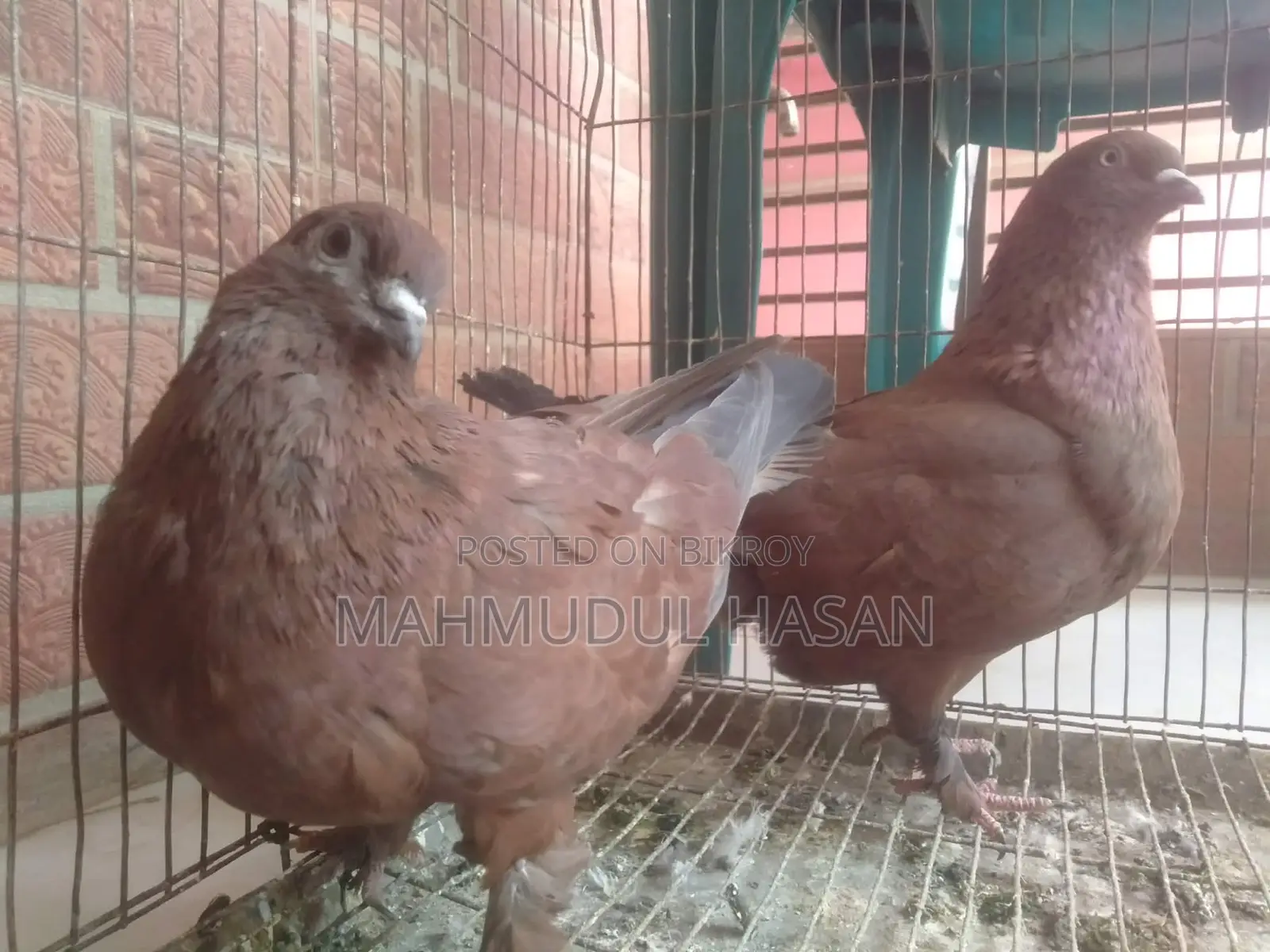 Red Chila Pigeons
