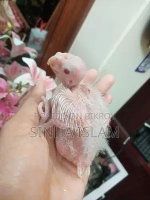 Cockatiel Bird