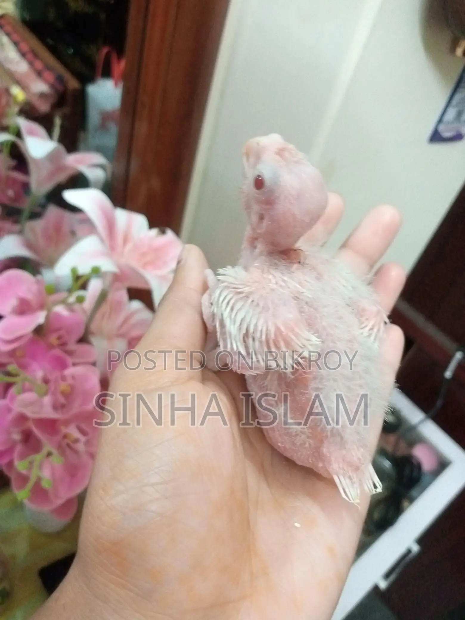 Cockatiel Bird