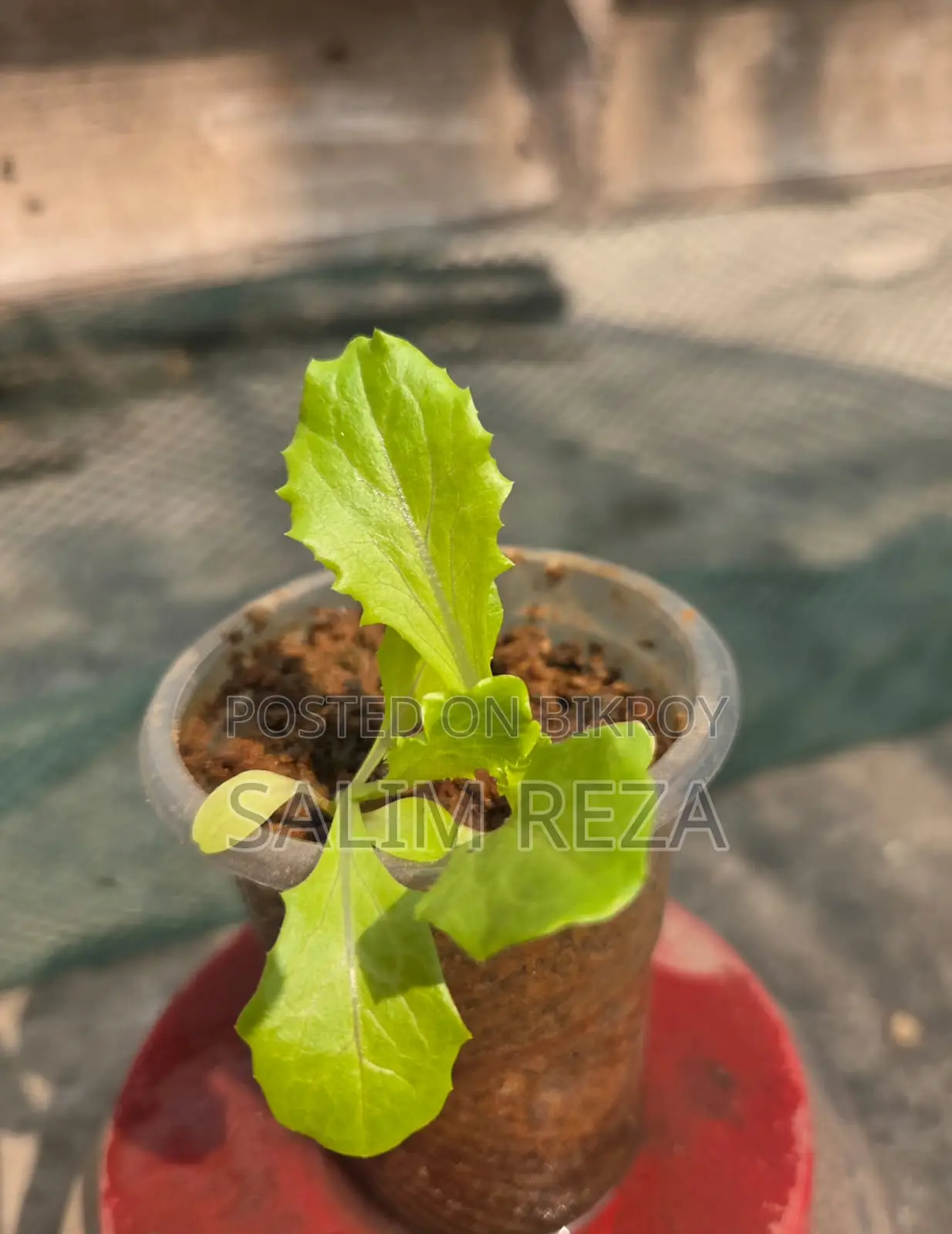 Various Types of Vegetable Seedlings