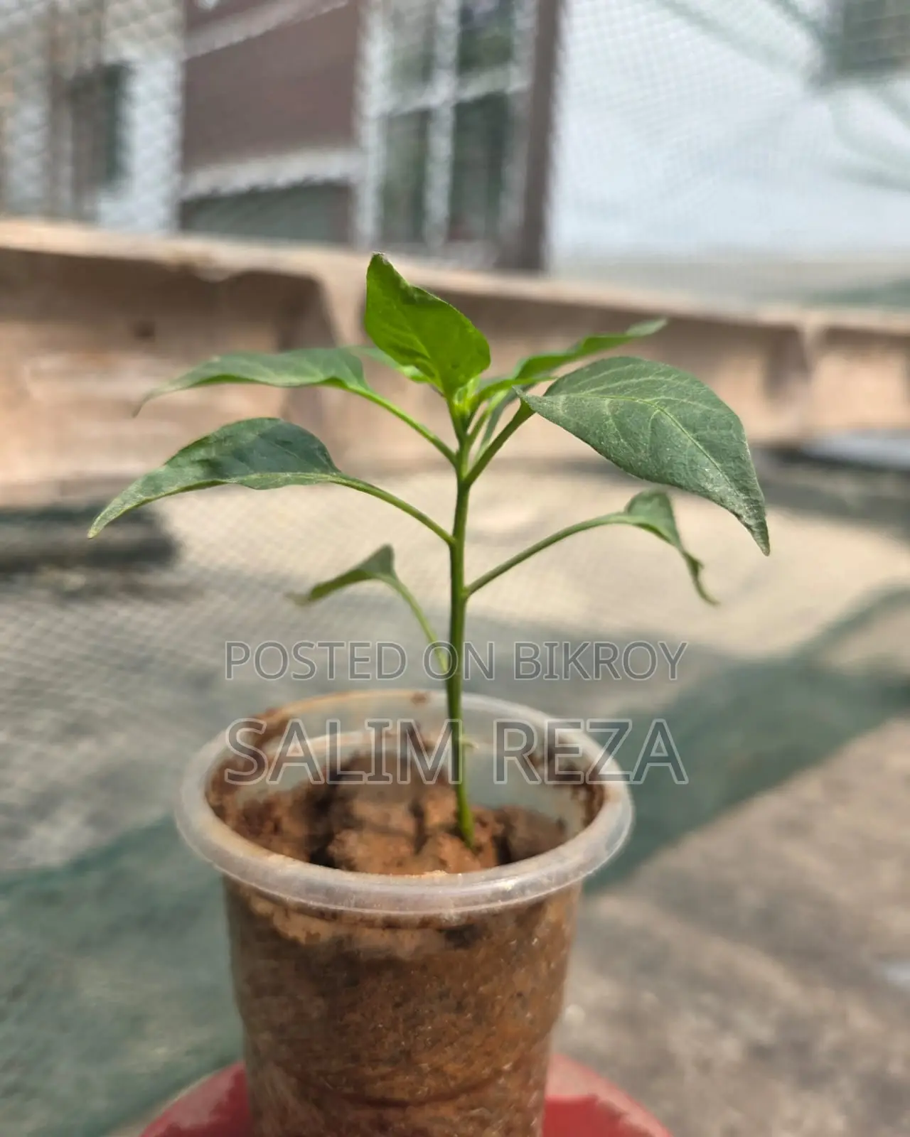 Various Types of Vegetable Seedlings