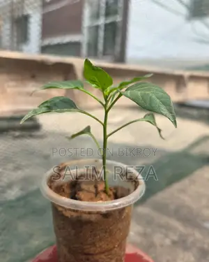 Various Types of Vegetable Seedlings