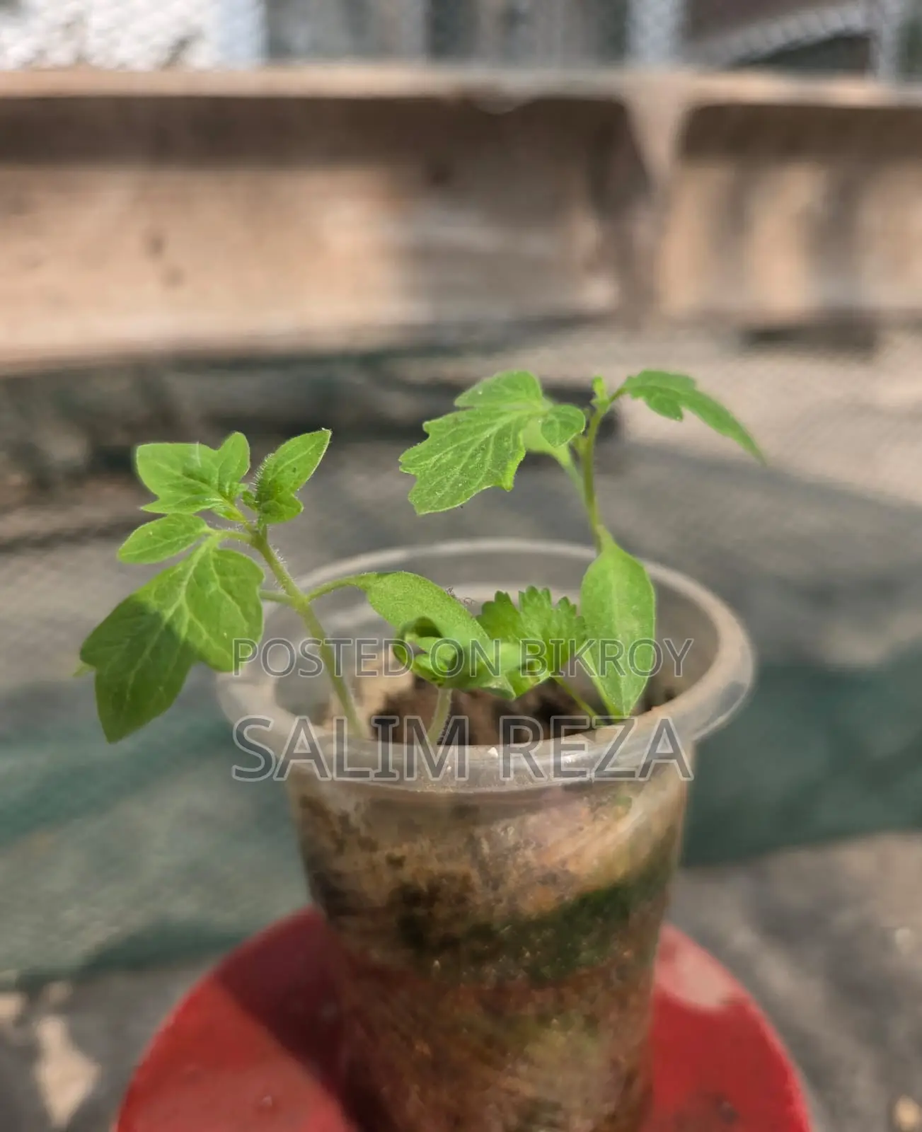 Various Types of Vegetable Seedlings