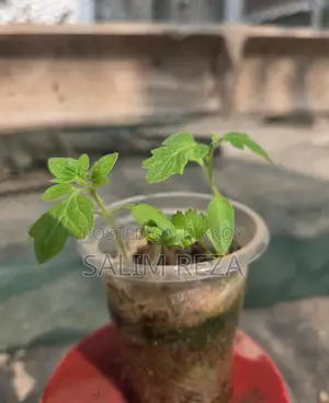 Various Types of Vegetable Seedlings