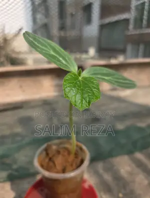 Various Types of Vegetable Seedlings