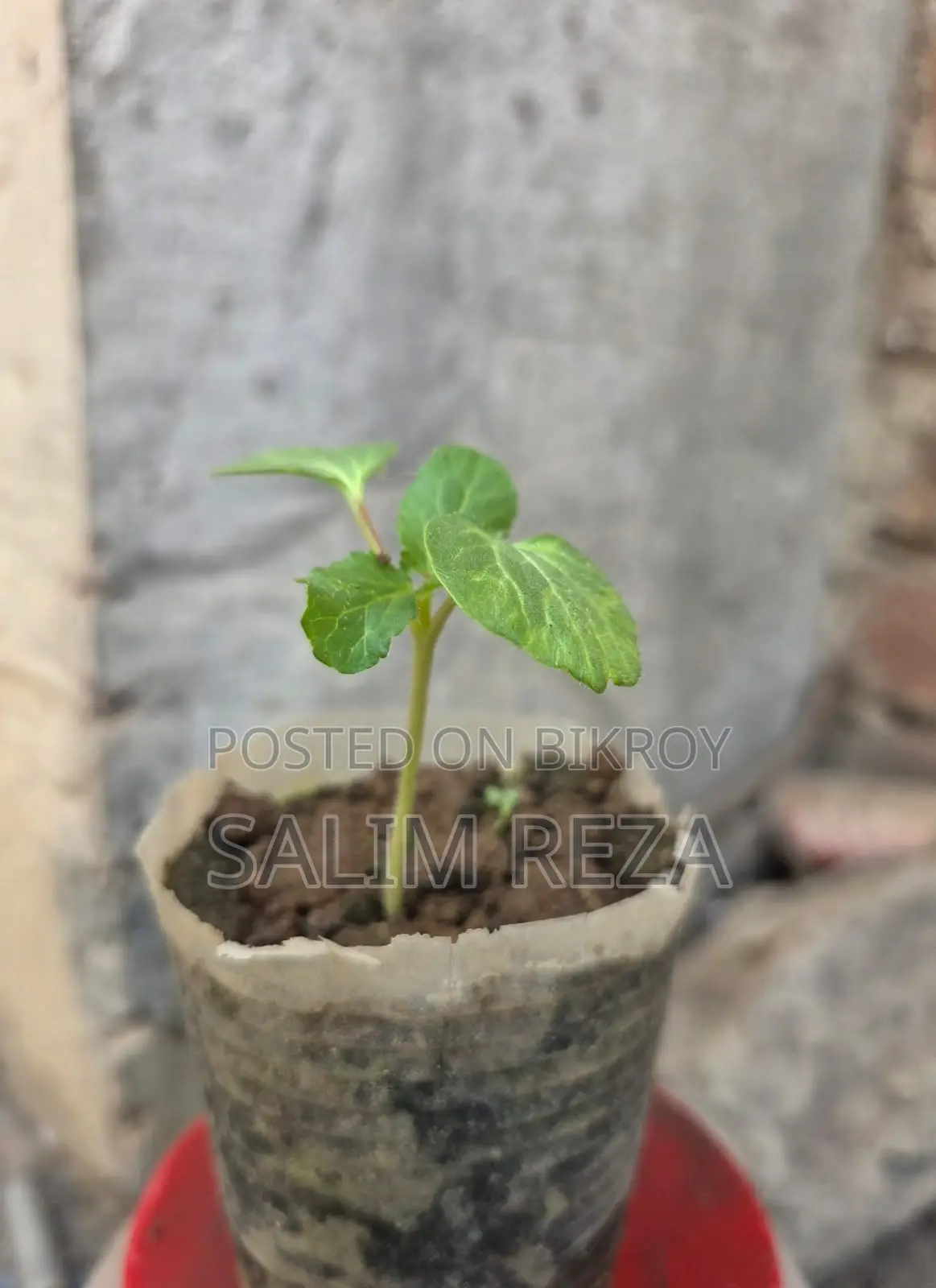 Various Types of Vegetable Seedlings