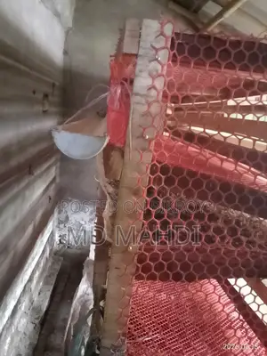 300-piece Quail Bird Cage