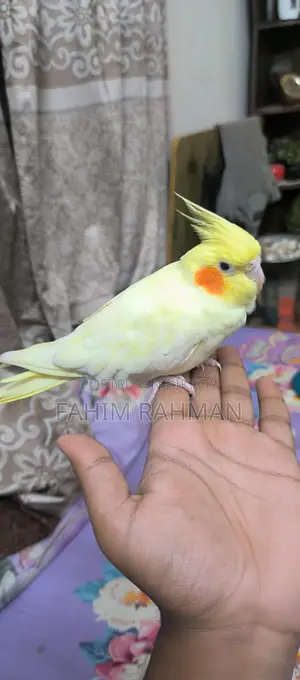 ককাটেল পাখি
