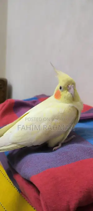 Cockatiel Bird