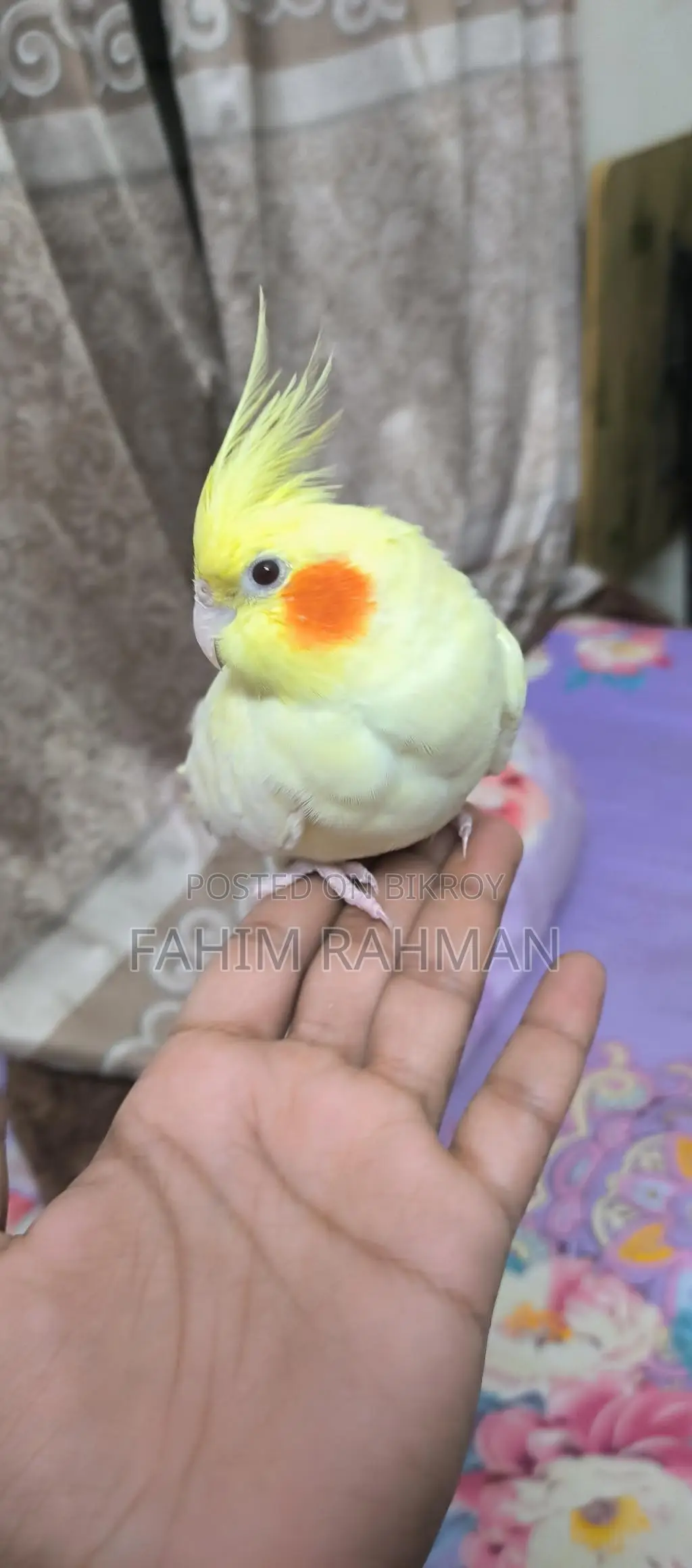 Cockatiel Bird