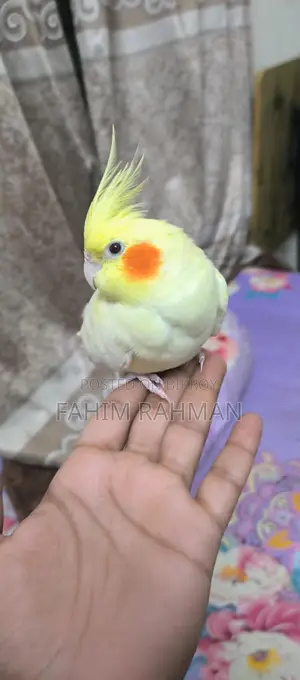 Cockatiel Bird