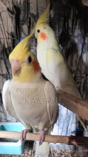 Lutino Pair Red Eye