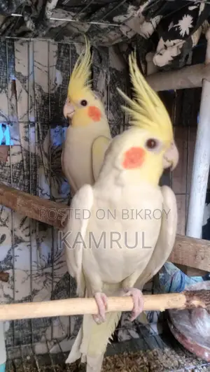 Lutino Pair Red Eye