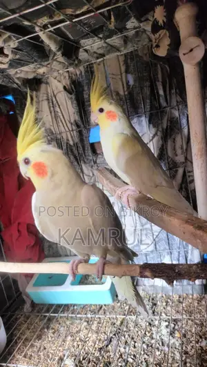 Lutino Pair Red Eye