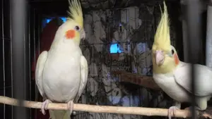 Lutino Pair Red Eye