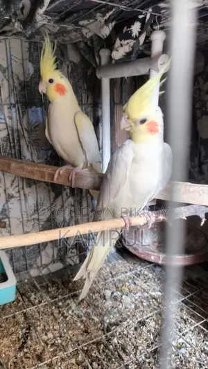 Lutino Pair Red Eye