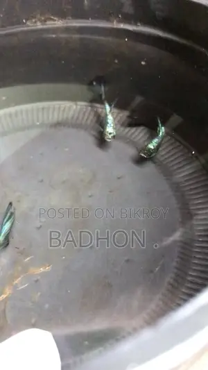 গ্রিন ডায়মন্ড গাপ্পি