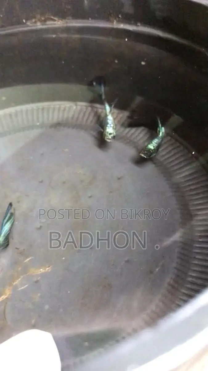 গ্রিন ডায়মন্ড গাপ্পি