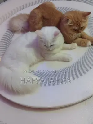 পার্শিয়ান বিড়াল