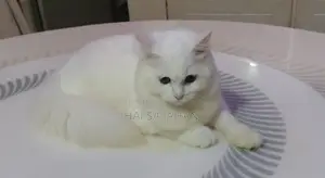 পার্শিয়ান বিড়াল