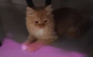 পার্শিয়ান বিড়াল