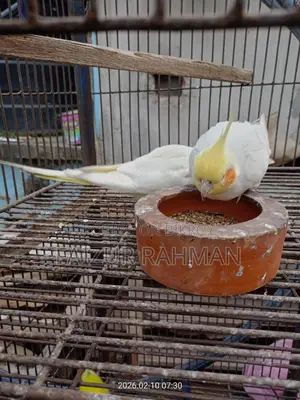 সম্পূর্ণ পোষা রানিং জোড়া