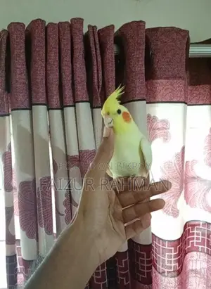 সম্পূর্ণ পোষা রানিং জোড়া