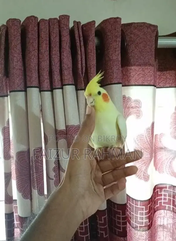 সম্পূর্ণ পোষা রানিং জোড়া