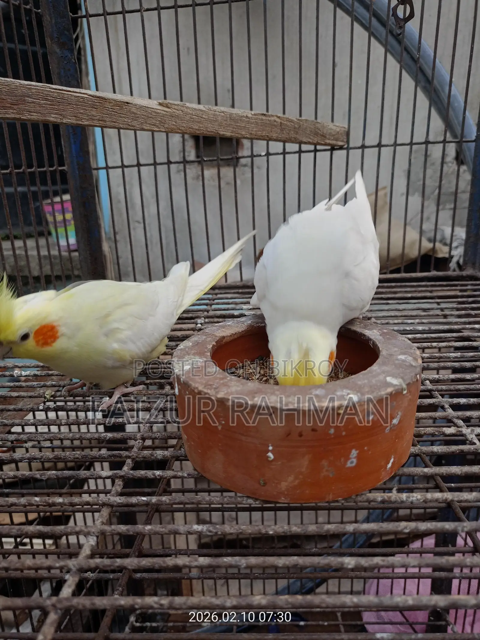 সম্পূর্ণ পোষা রানিং জোড়া