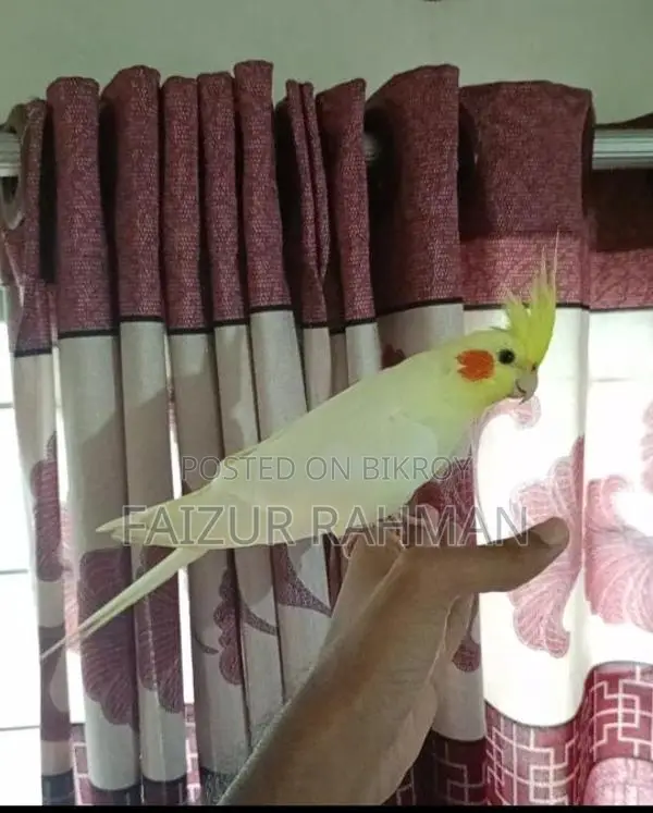 সম্পূর্ণ পোষা রানিং জোড়া