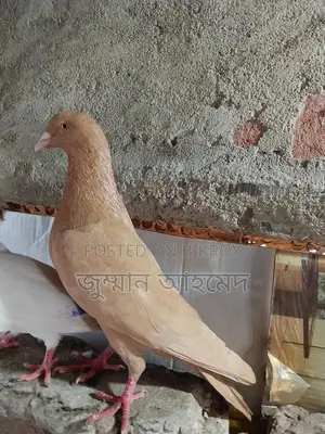 একটা গিয়াছুল্লি নর বিক্রি হবে