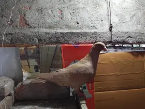 একটা গিয়াছুল্লি নর বিক্রি হবে
