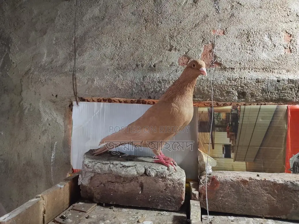 একটা গিয়াছুল্লি নর বিক্রি হবে