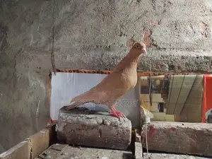 একটা গিয়াছুল্লি নর বিক্রি হবে