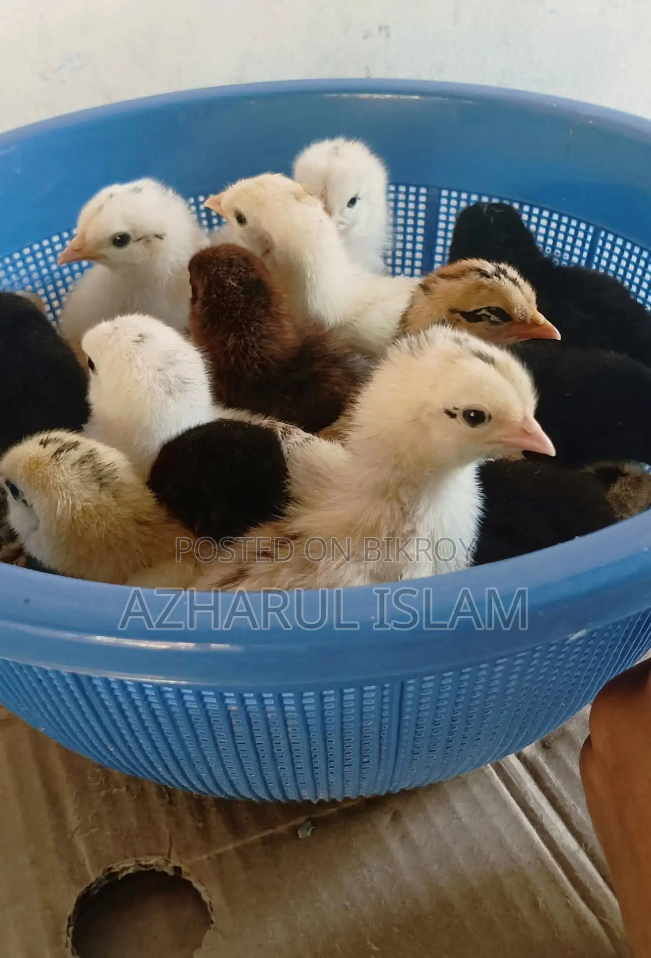 Duck and Local Chicken Chicks for Sale