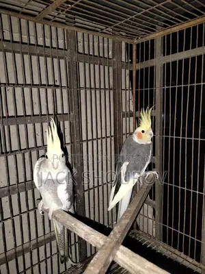 কোকাটেল পাখি