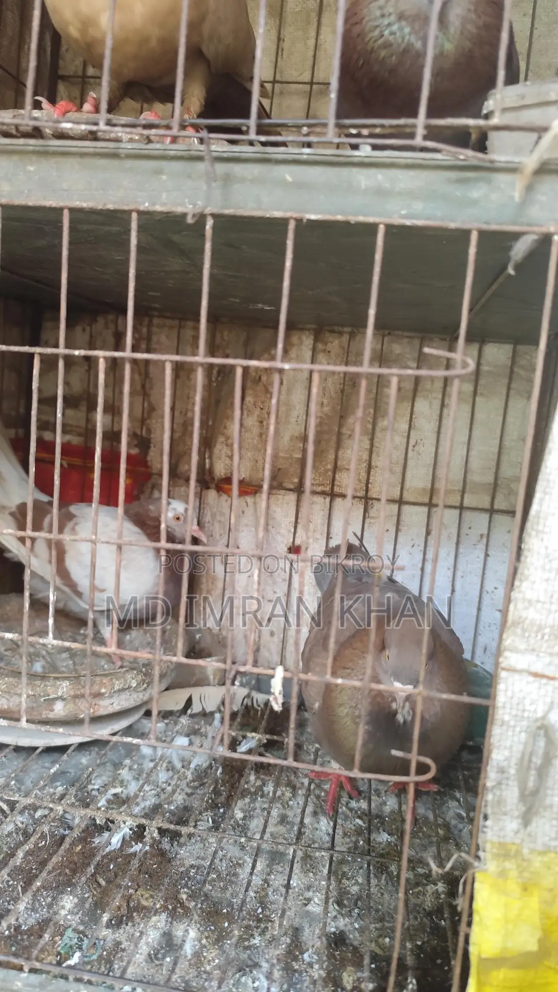 গোল্লা কবুতর বিক্রি হবে