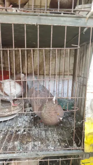 গোল্লা কবুতর বিক্রি হবে