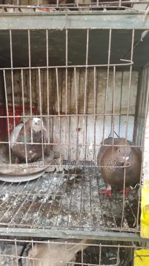 গোল্লা কবুতর বিক্রি হবে