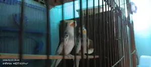 রানিং ককাটেল পাখি ডিম বাচ্চা করা