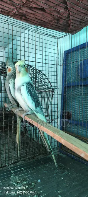 রানিং ককাটেল পাখি ডিম বাচ্চা করা