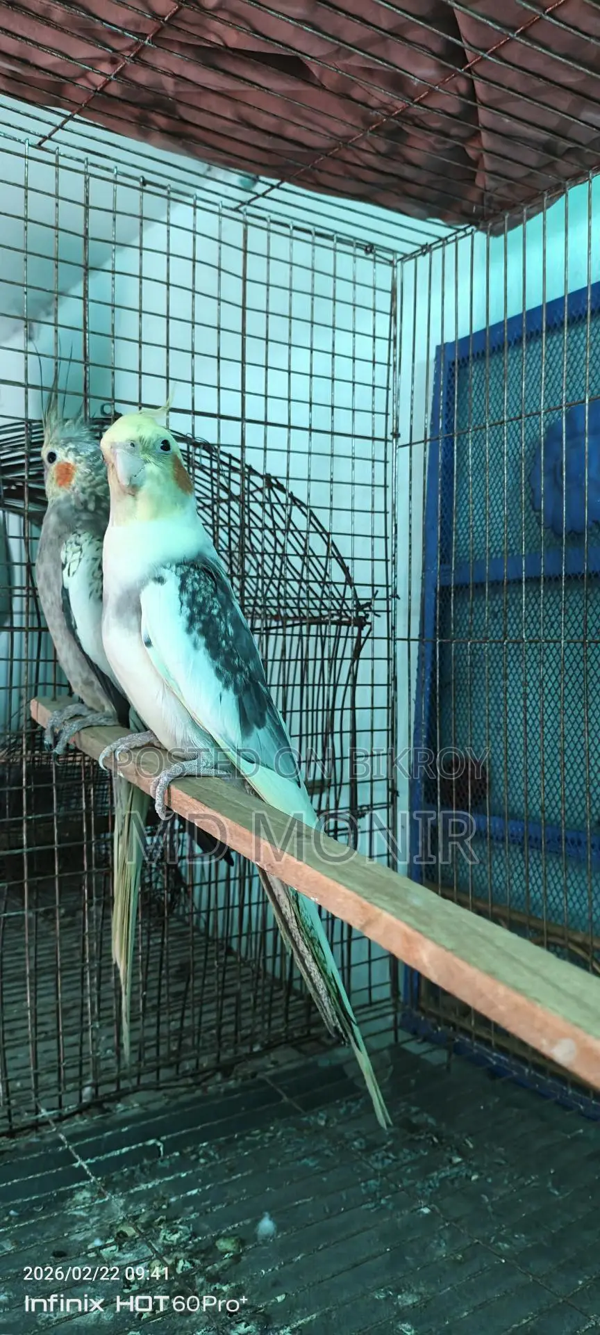 রানিং ককাটেল পাখি ডিম বাচ্চা করা