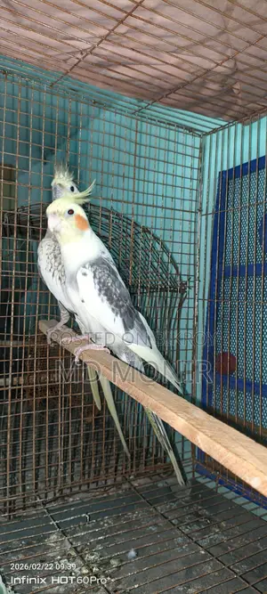 রানিং ককাটেল পাখি ডিম বাচ্চা করা