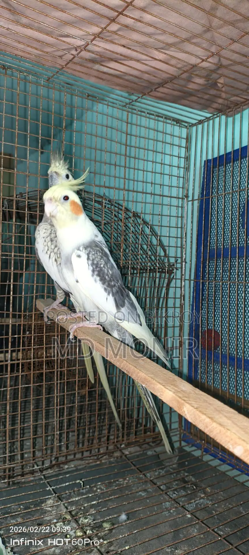রানিং ককাটেল পাখি ডিম বাচ্চা করা