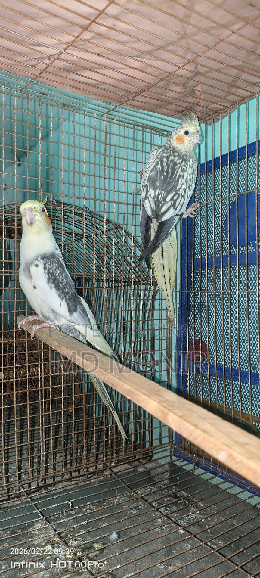 রানিং ককাটেল পাখি ডিম বাচ্চা করা