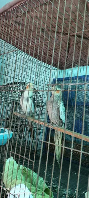রানিং ককাটেল পাখি ডিম বাচ্চা করা