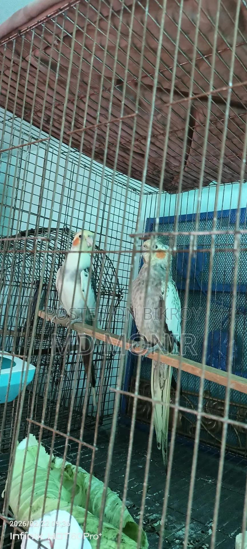 রানিং ককাটেল পাখি ডিম বাচ্চা করা